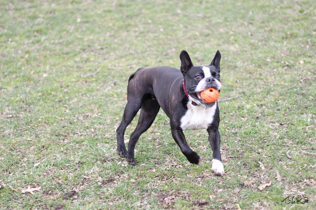 Boston Terrier by Tatiana Schmidt / 500px