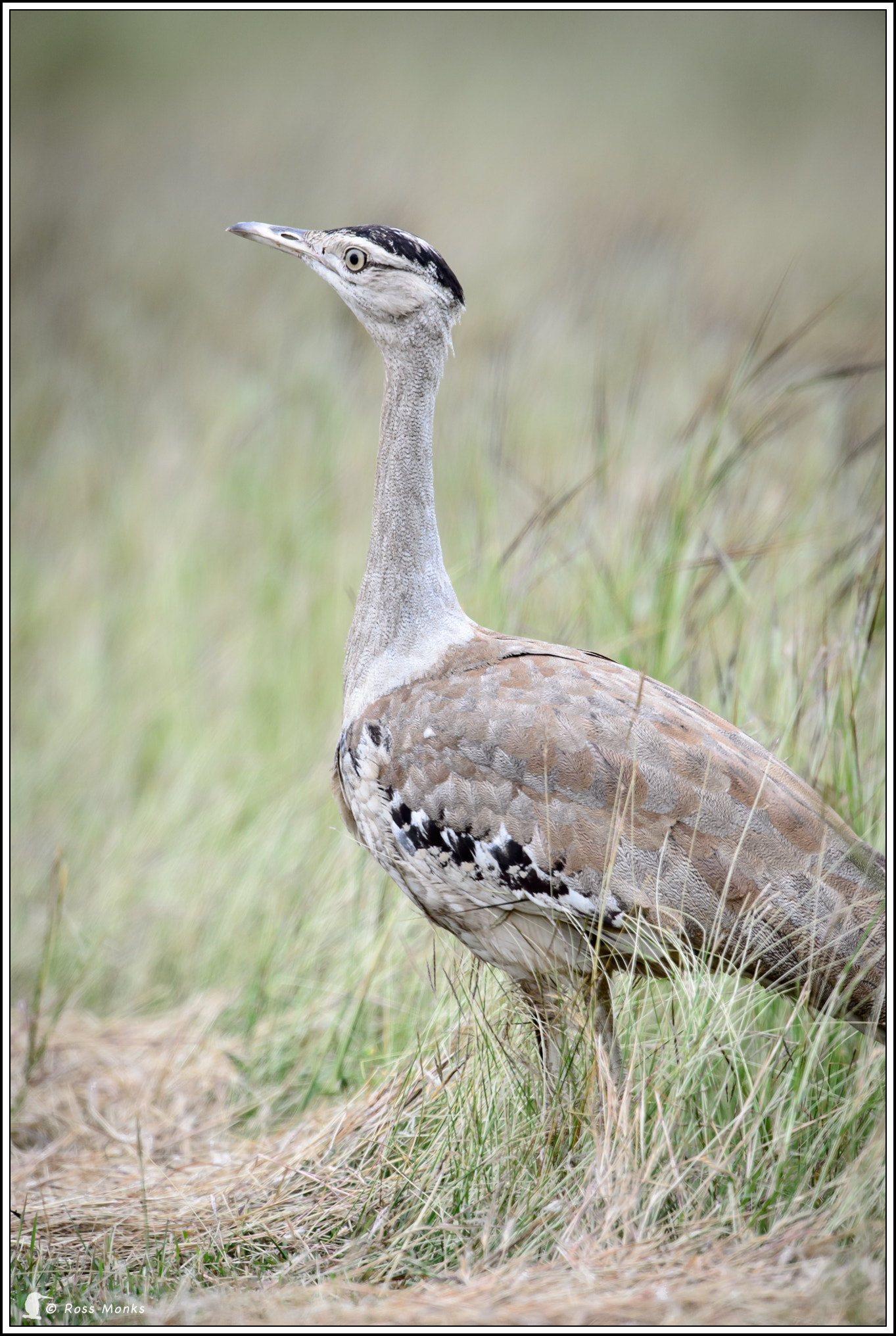 Nikon D4 sample photo. Australian bustard photography