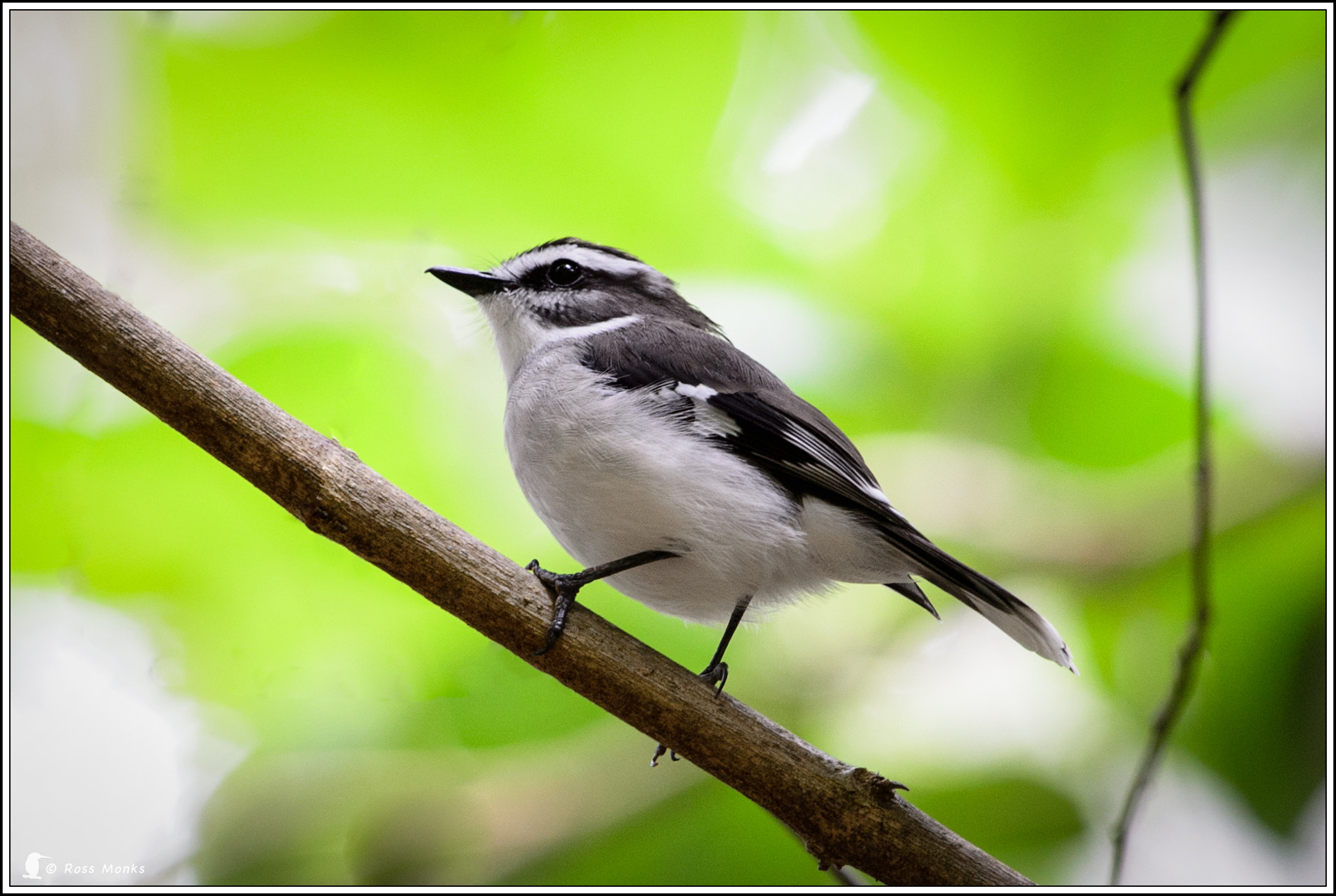 Nikon D4 + Nikon AF-S Nikkor 600mm F4G ED VR sample photo. White-browed robin photography