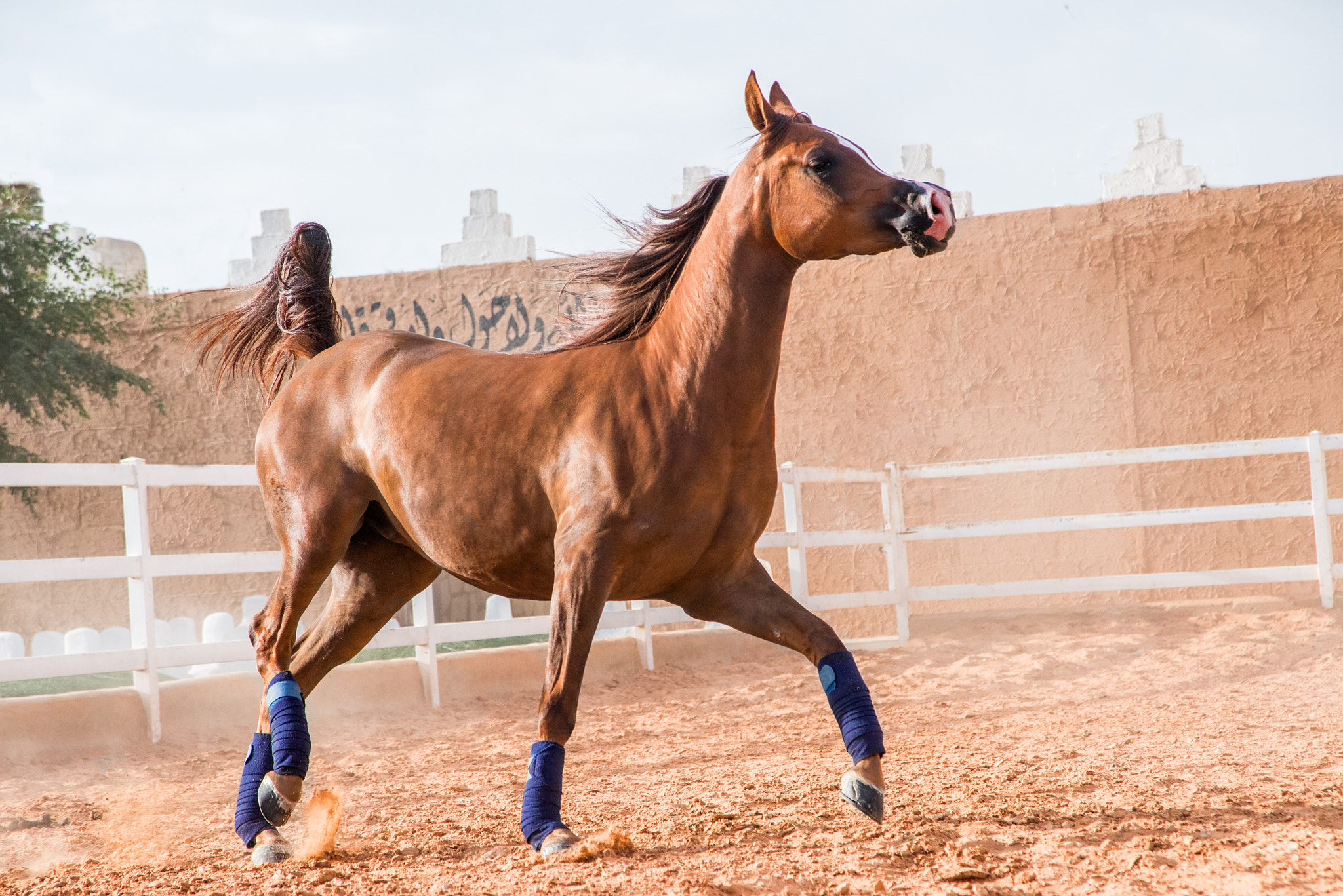 AF Zoom-Nikkor 24-120mm f/3.5-5.6D IF sample photo. Arabian horse photography