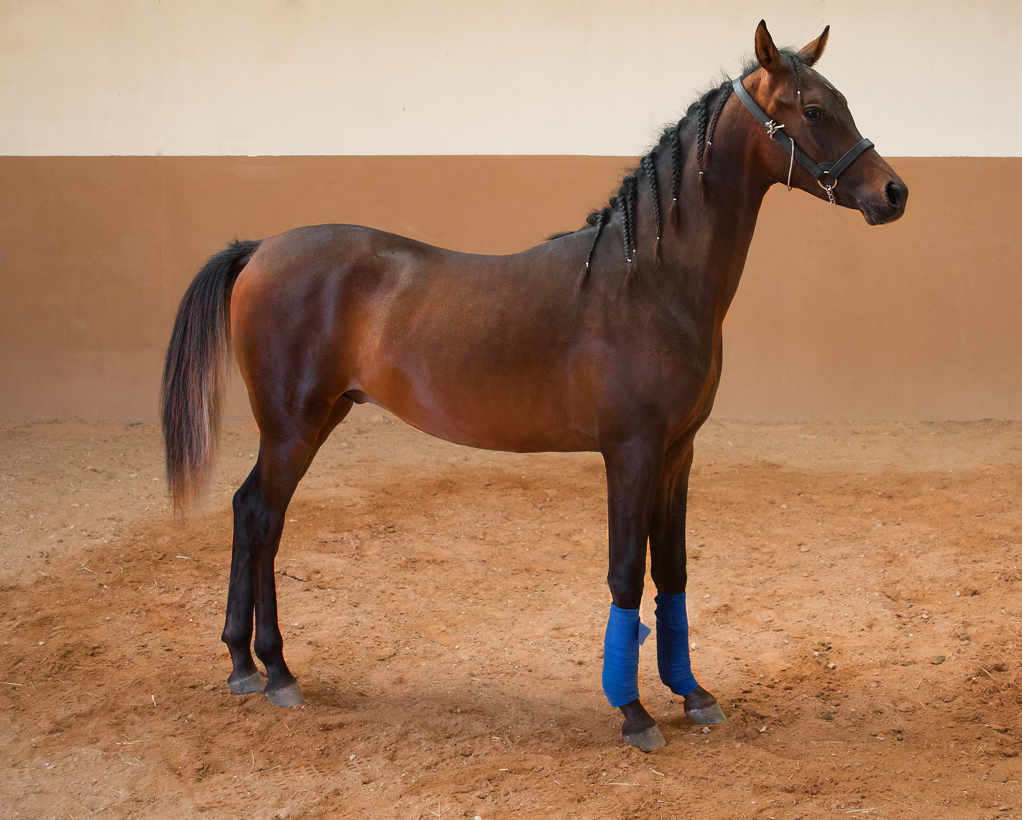 AF Zoom-Nikkor 24-120mm f/3.5-5.6D IF sample photo. A horse on a date  photography