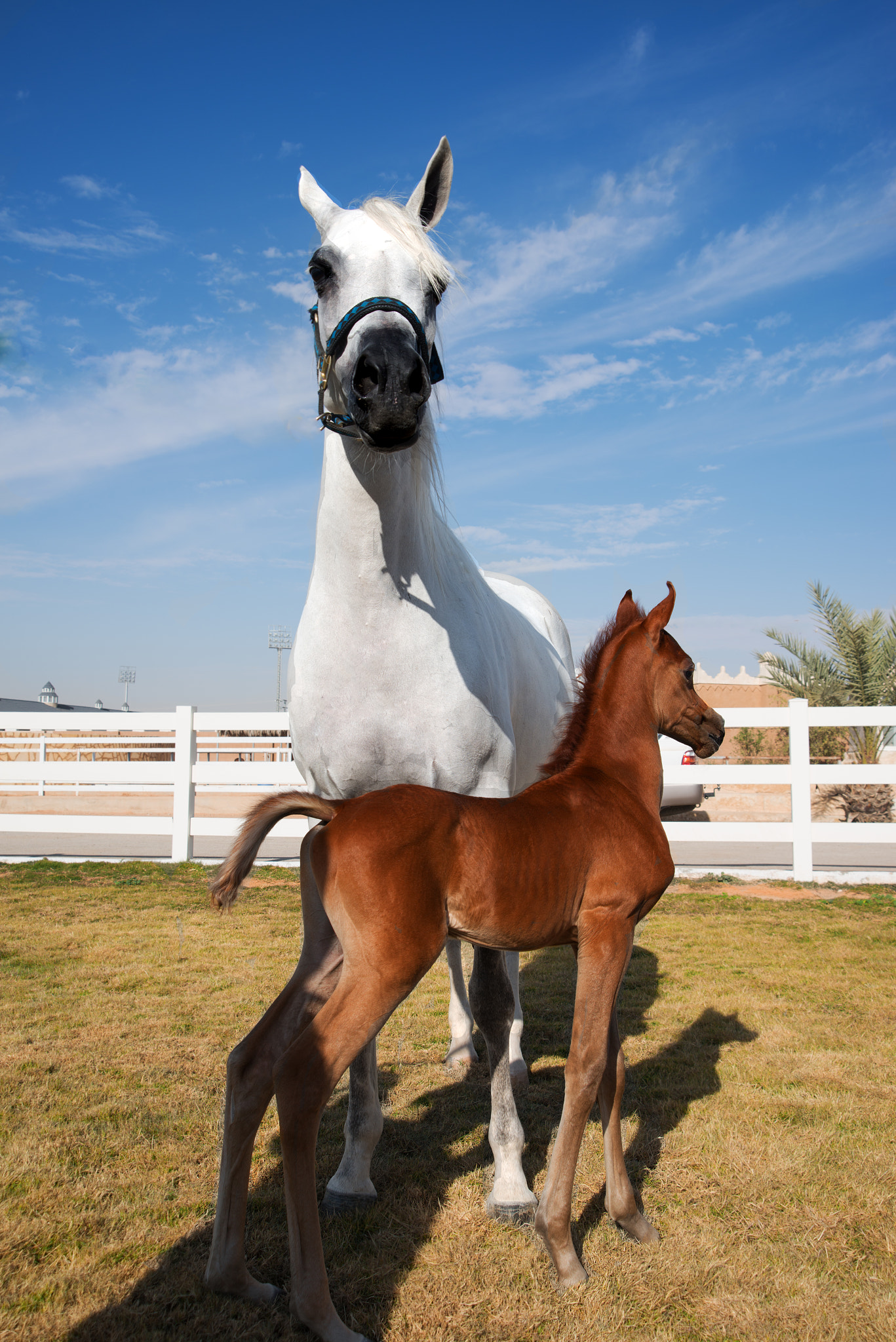 AF Zoom-Nikkor 24-120mm f/3.5-5.6D IF sample photo. Motherly love photography