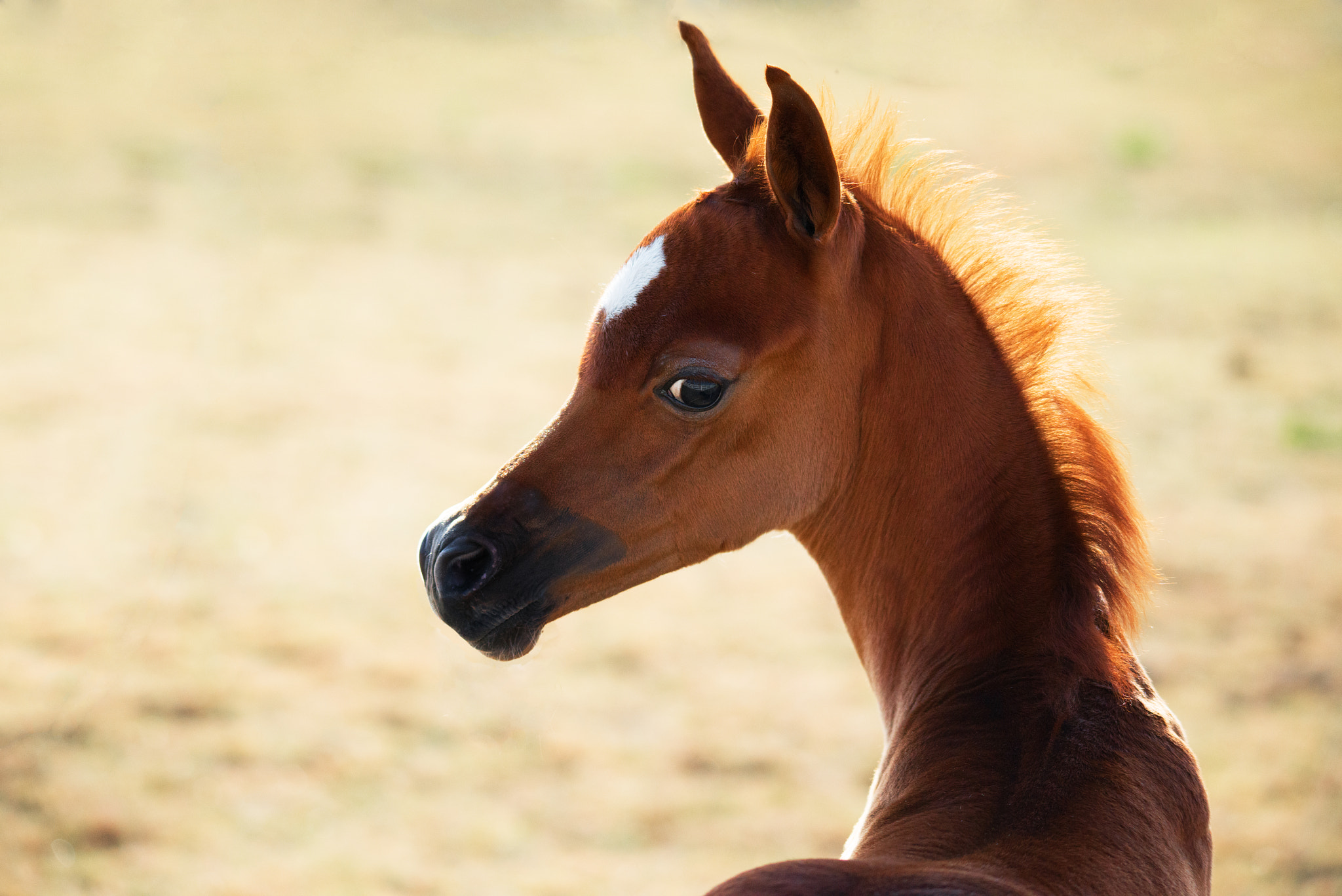 Sigma 150-500mm F5-6.3 DG OS HSM sample photo. Arabian mare photography