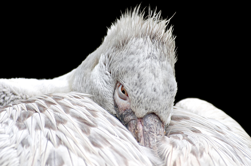 Pelican by Robert Broeke on 500px.com