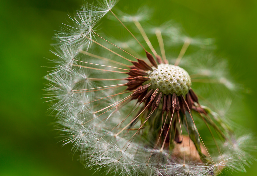 L'envol by Benjamin Malmaison on 500px.com