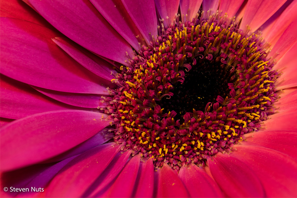 Gerbera by Stefan Mogyorosi / 500px