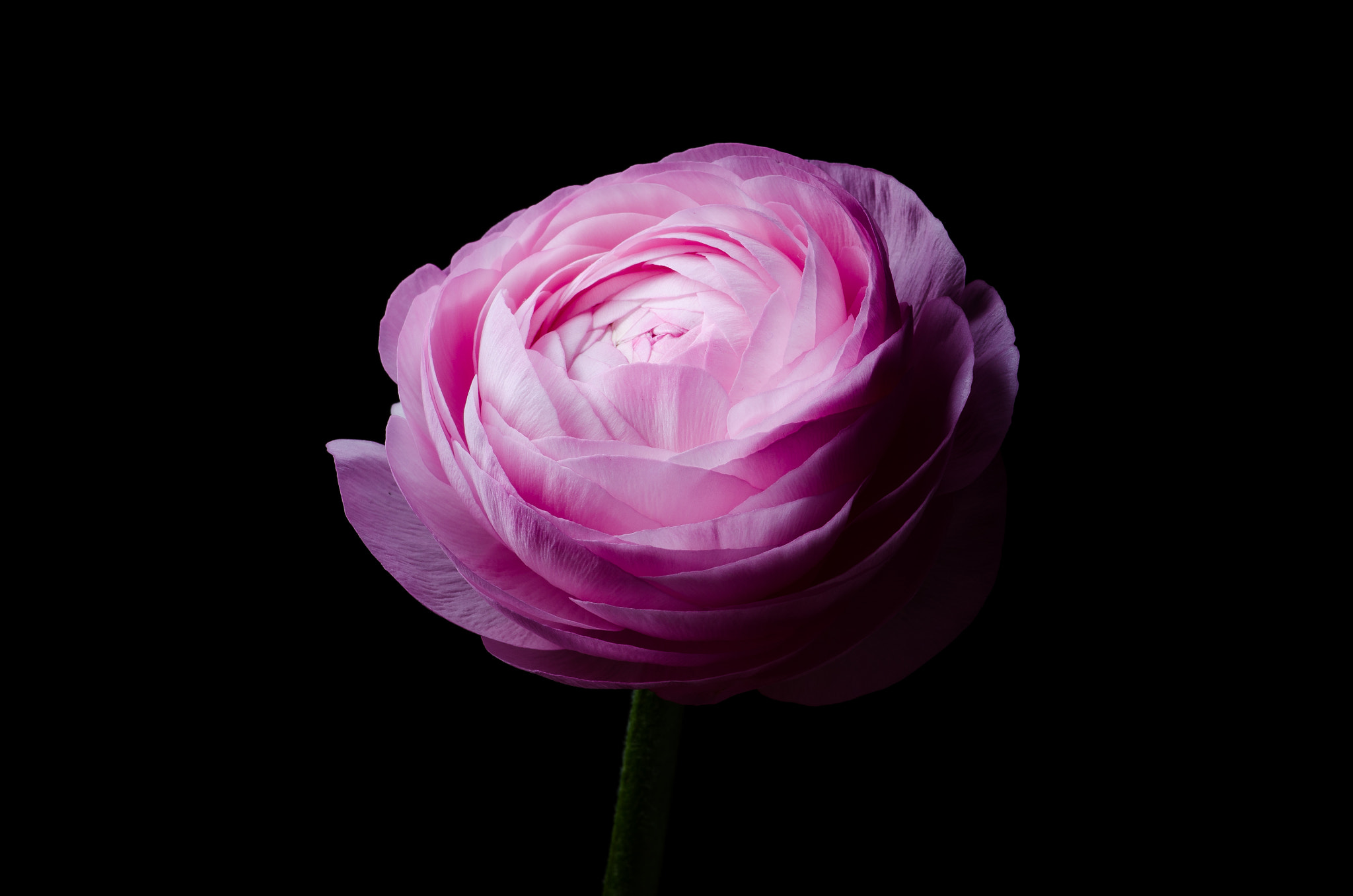 Ranunculus