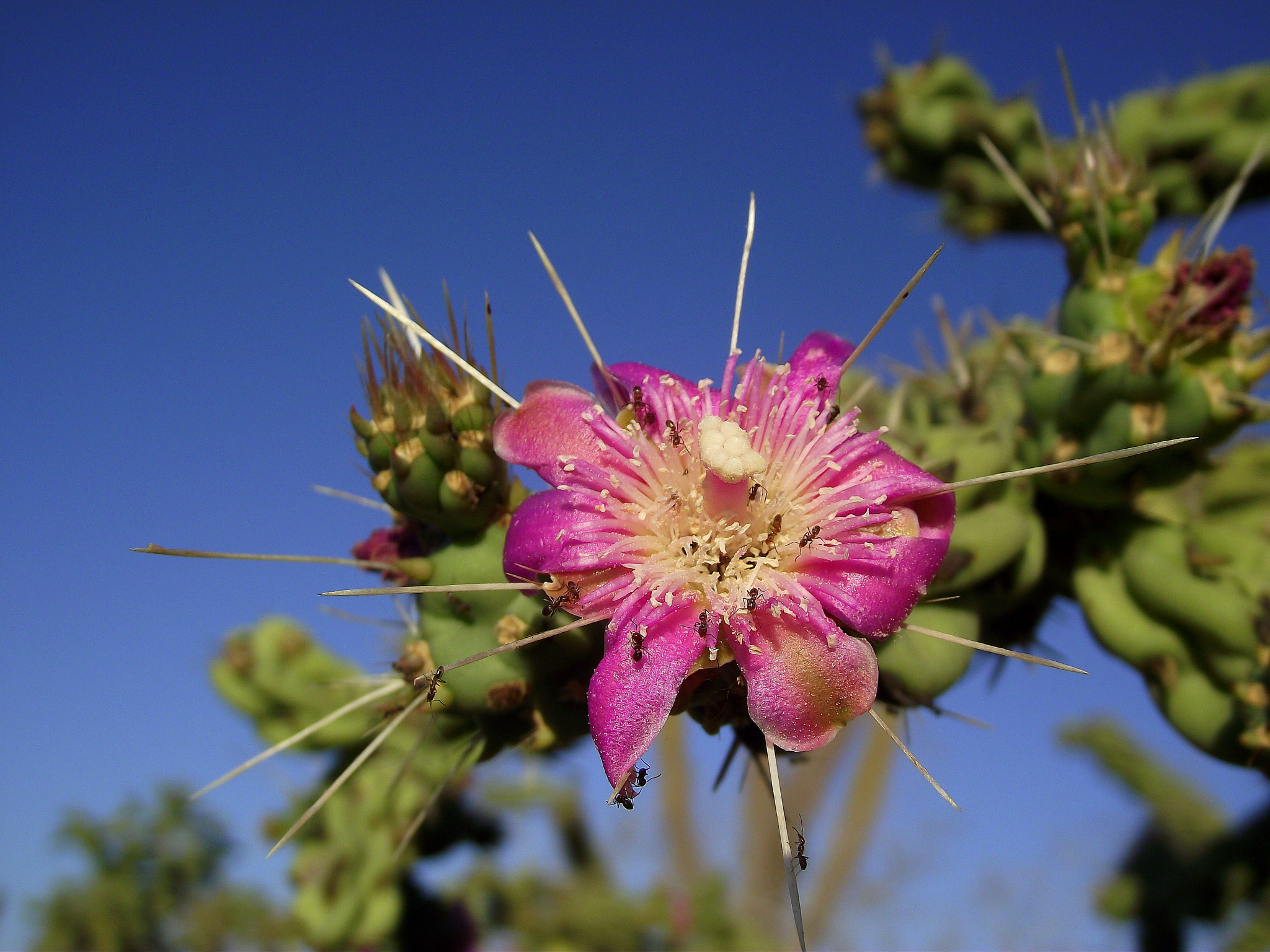 Flor de choya / Cholla Flower. by Alessia P. Photo 69414749 / 500px