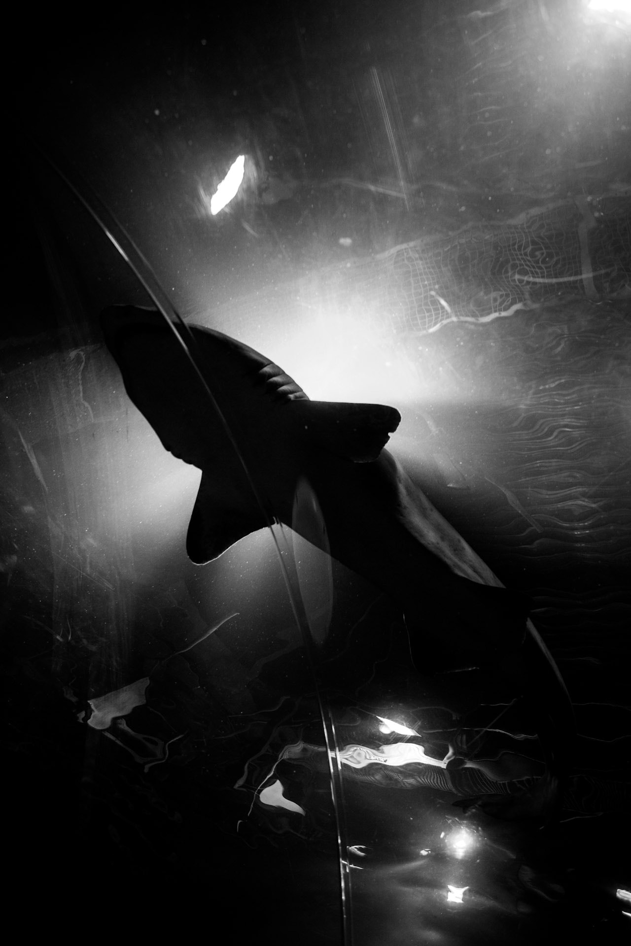 Shark Silhouette