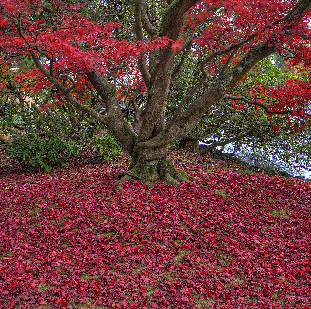 Red Acer - Autumn by Stephen Stringer CPAGB on 500px