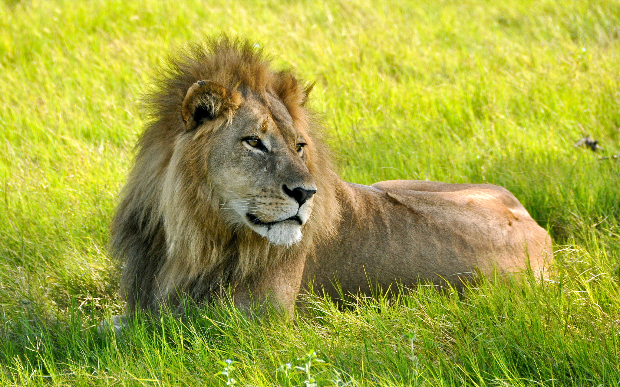 King of Okavango