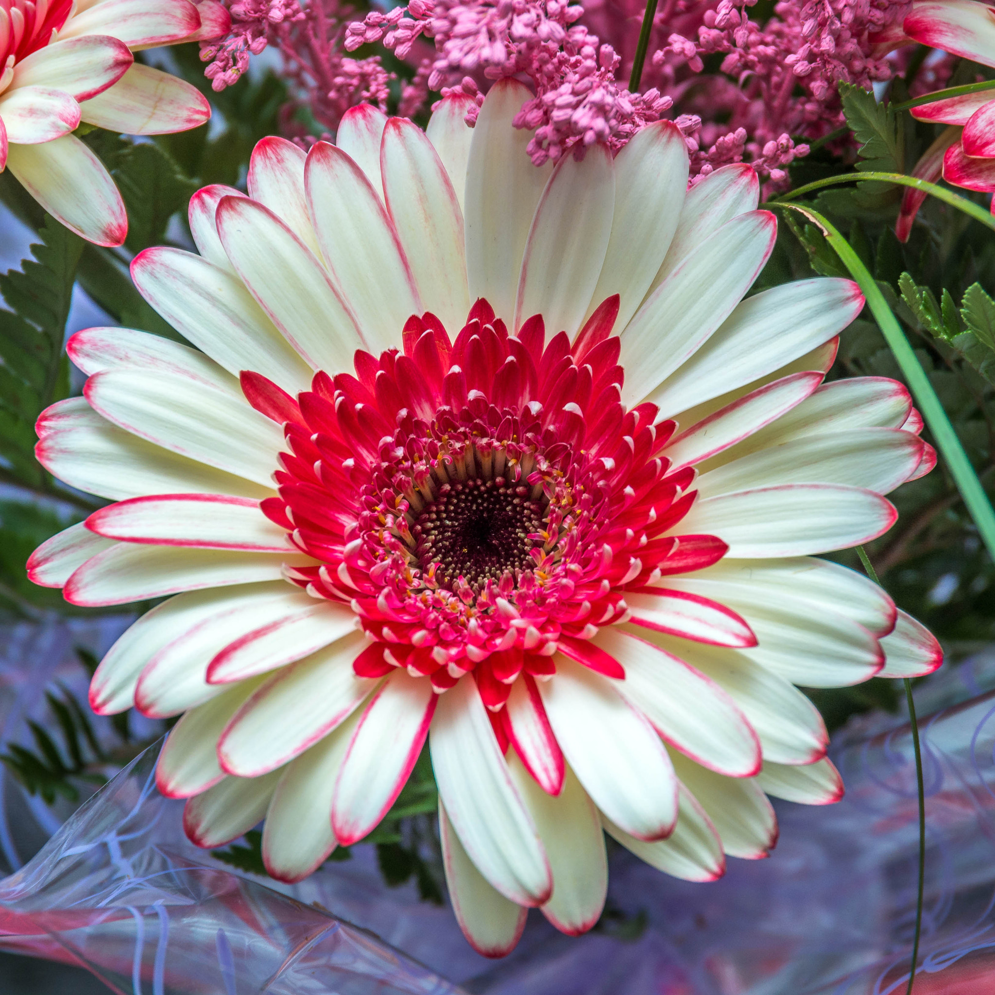 Pentax K-30 sample photo. Gerbera photography