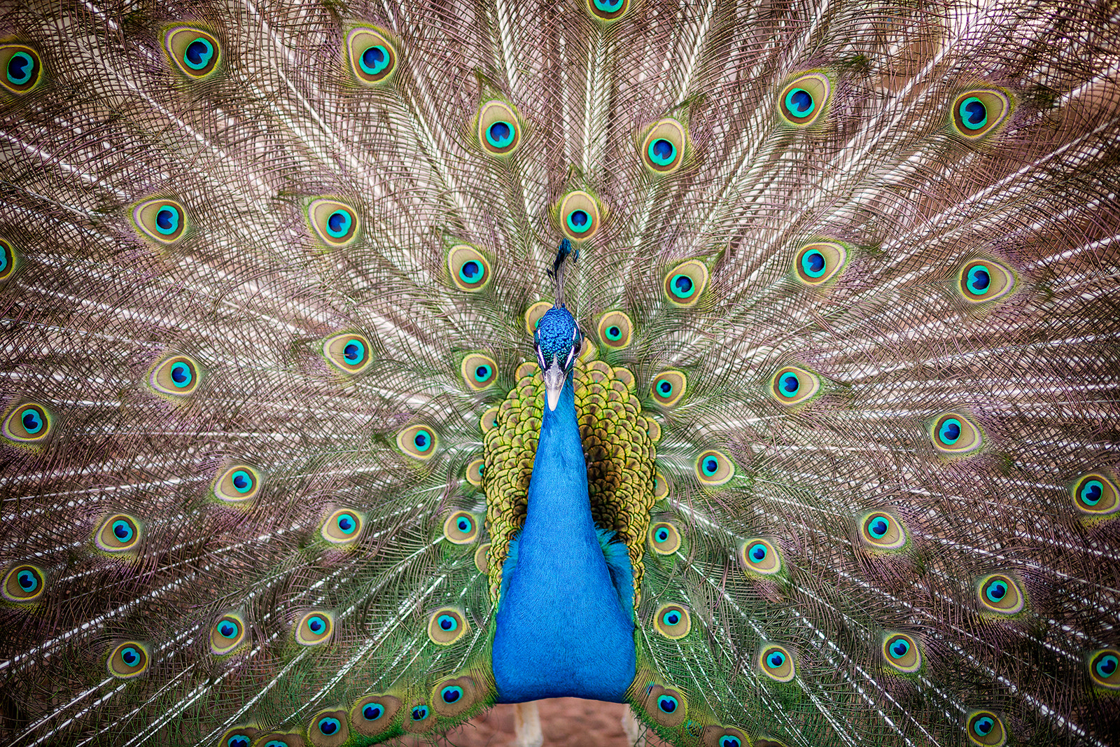 Peacock
