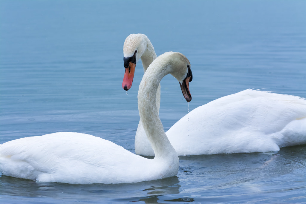Flirting swans by domenico scalzo on 500px.com