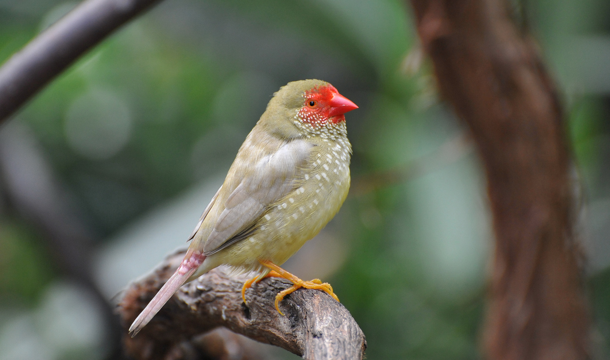 Star Finch