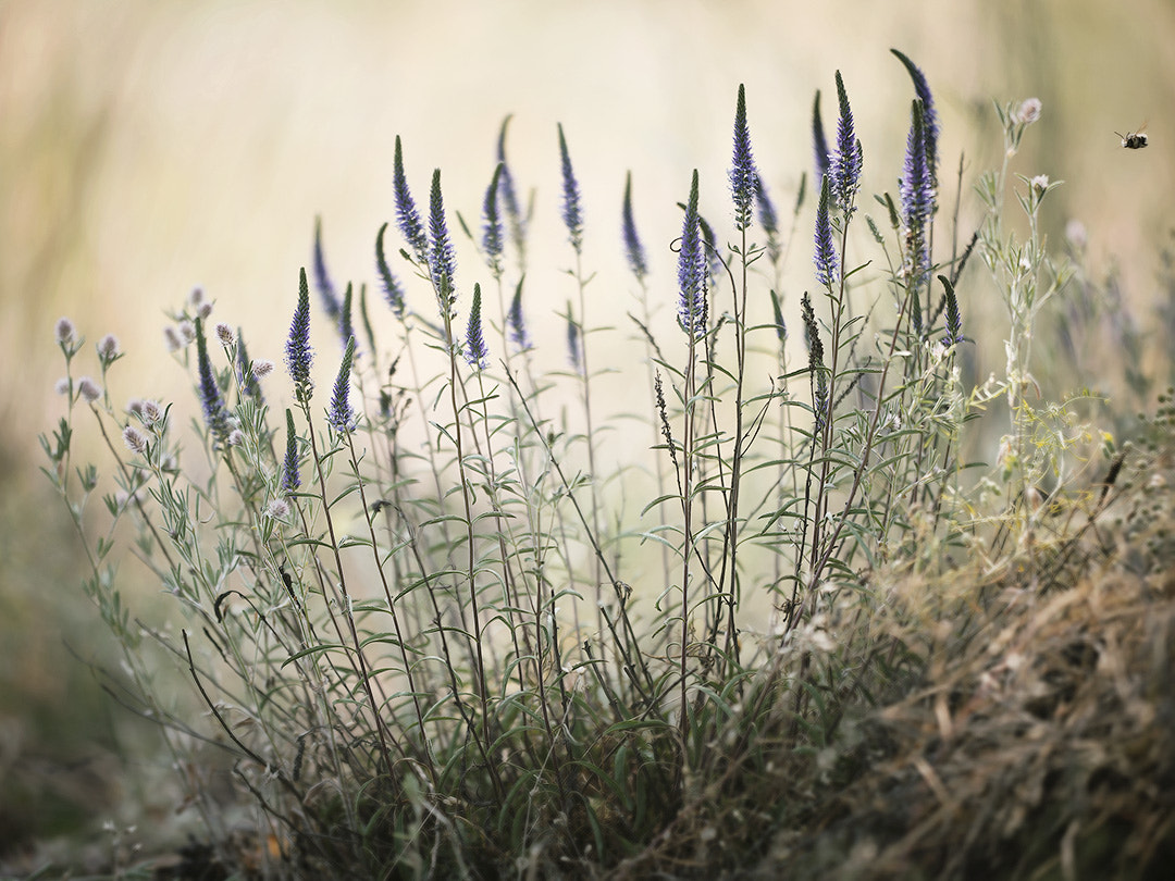 Assorted Herbs (repost with bee)