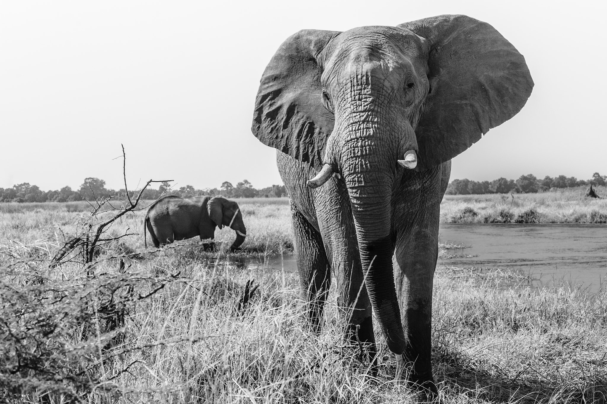 Browsing elephant