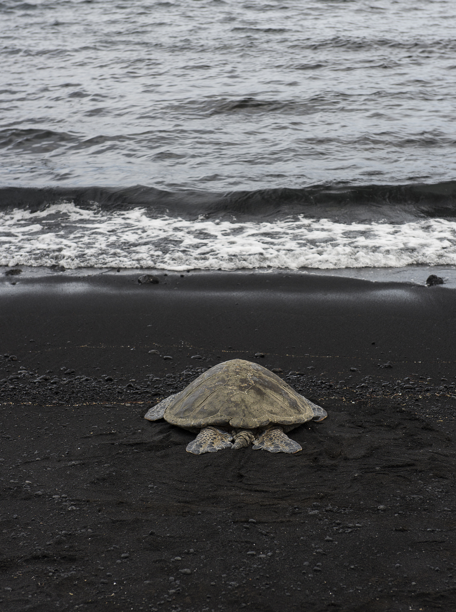 Turtle at the black sand beach