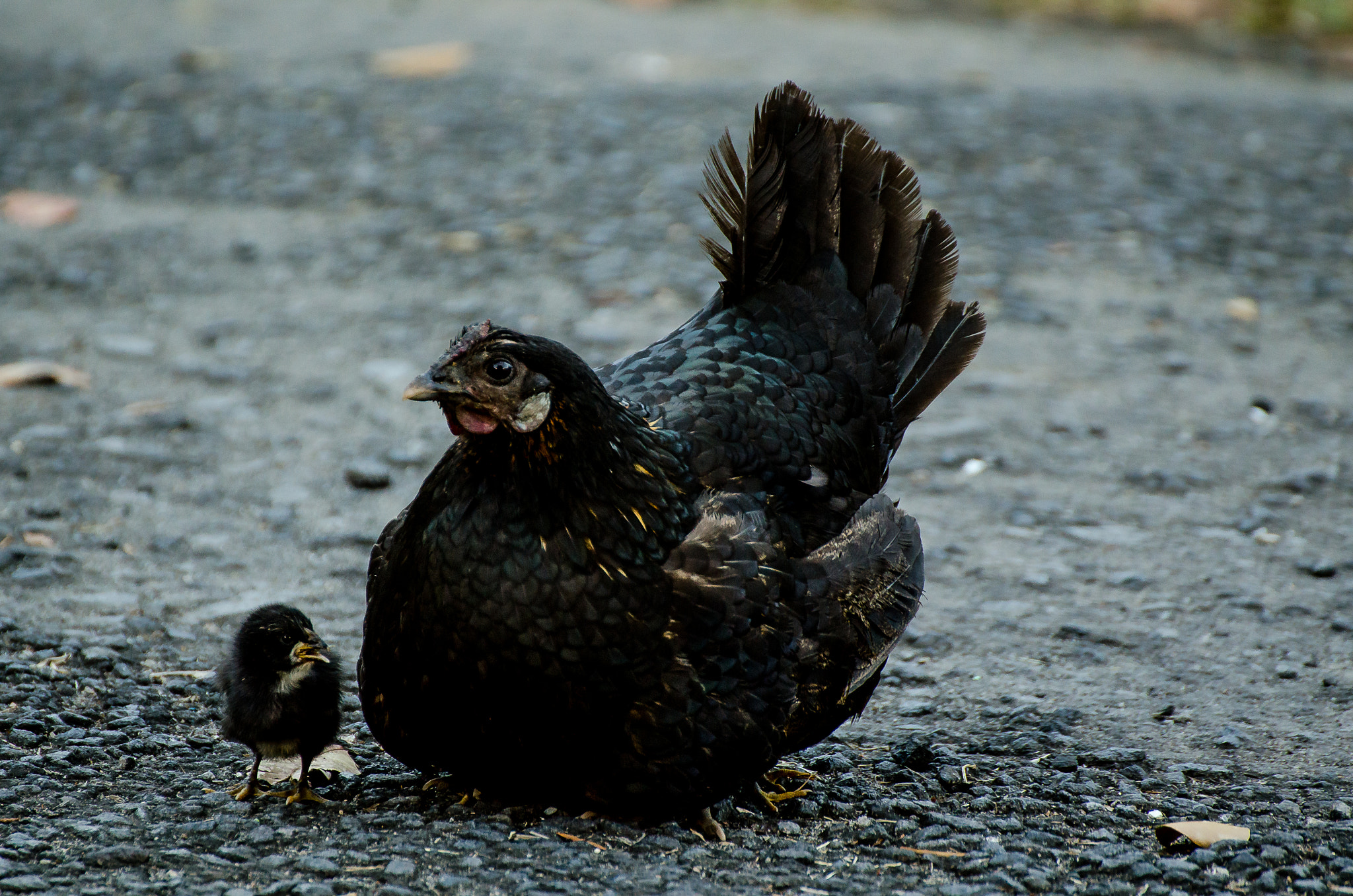Download Mother Hen and chick(s) by Dwight Lugay / 500px