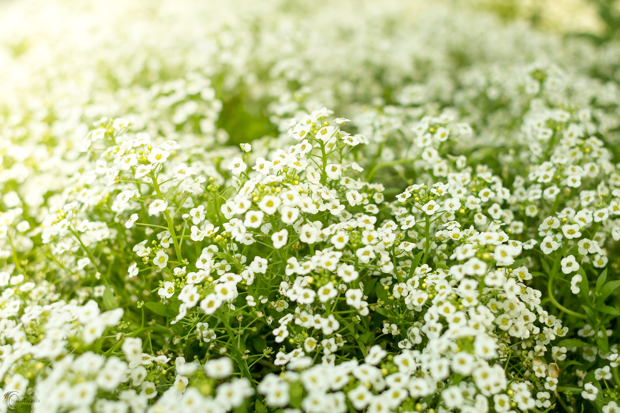 Sunny Alyssum