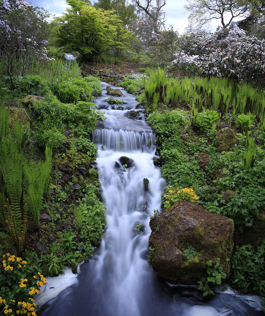 Water Garden II by Paul  Stevenson on 500px.com