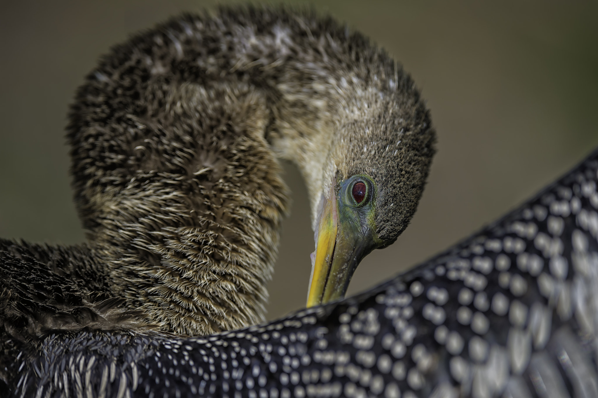 Grooming Anhinga