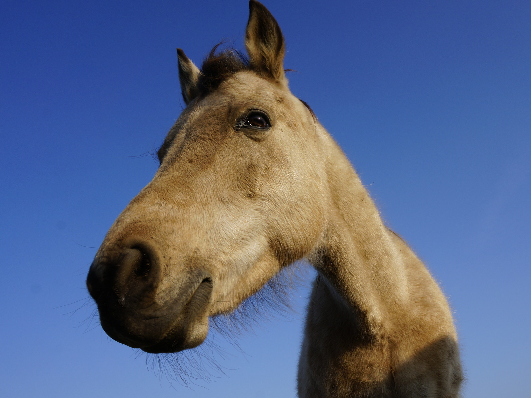 Curious Horse