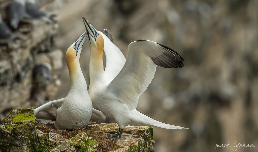 courting Gannets.. by Mark Lynham on 500px.com