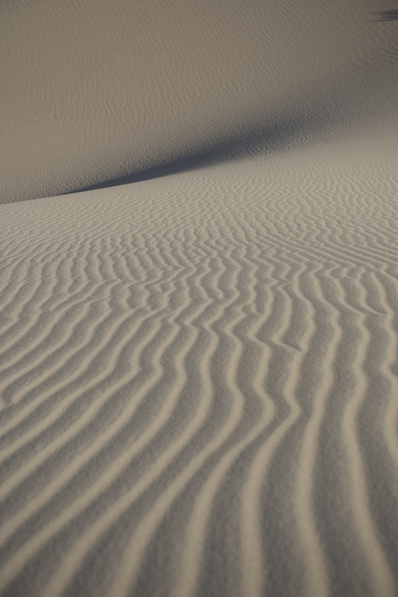 The Mesquite Dunes