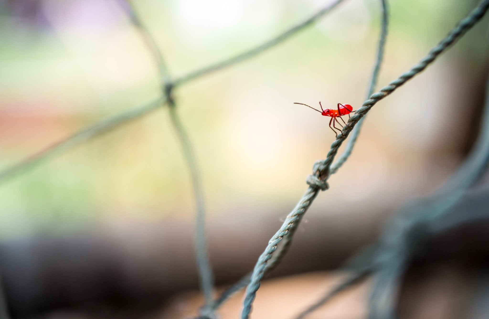 Red insects