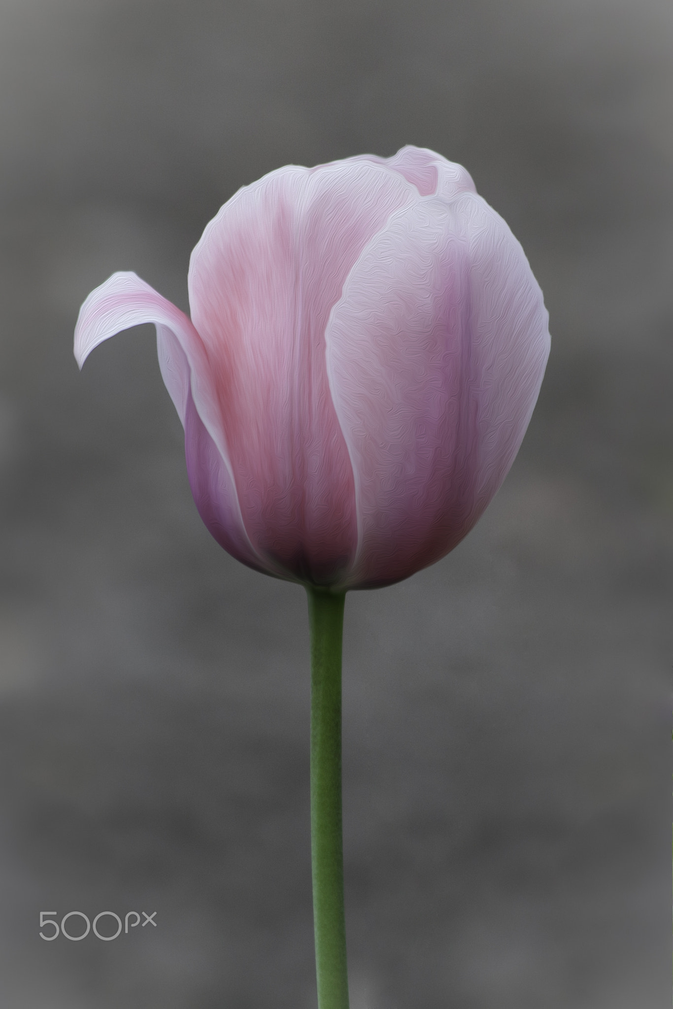 Tulip Portrait