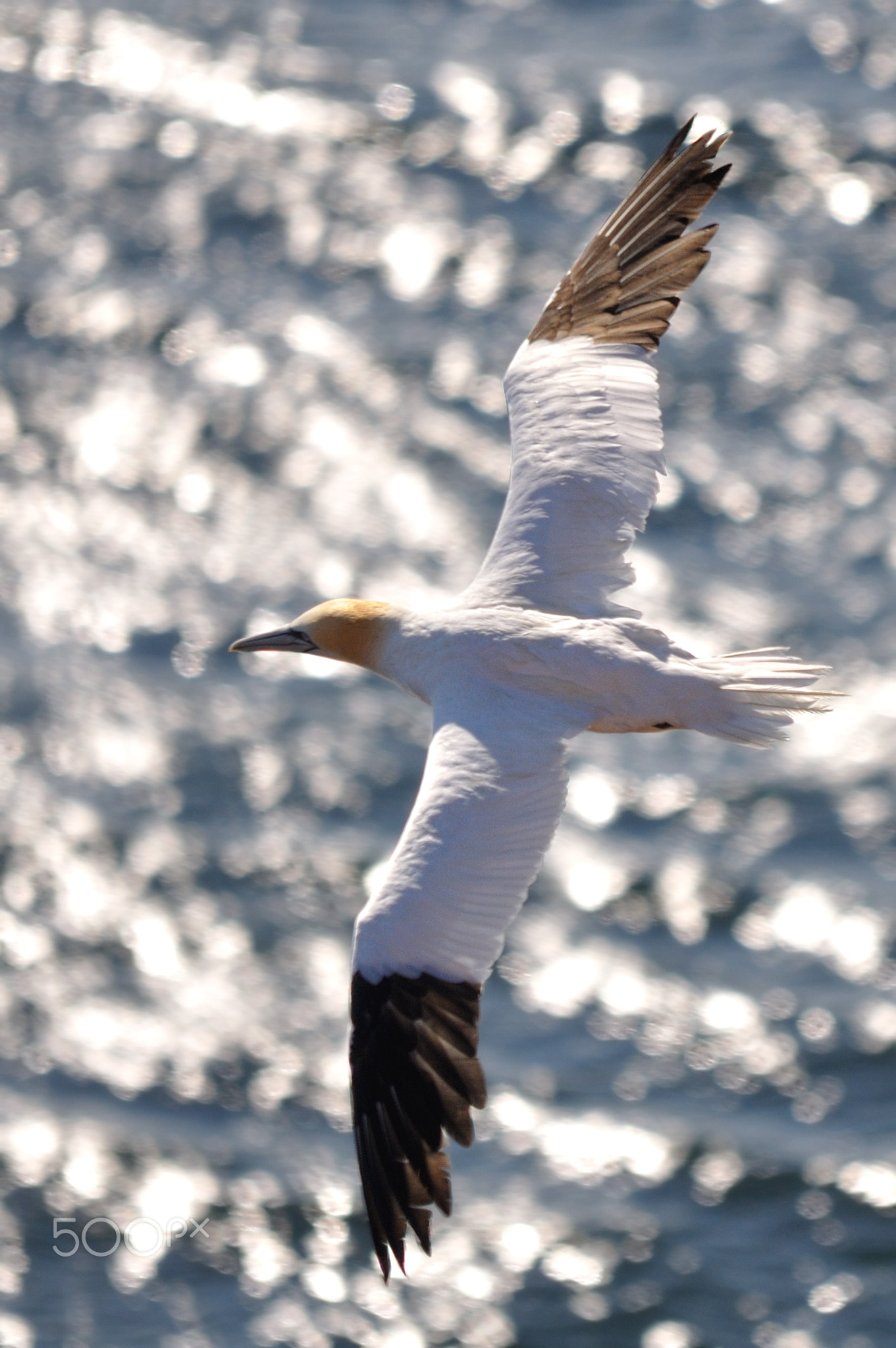 Northern Gannet