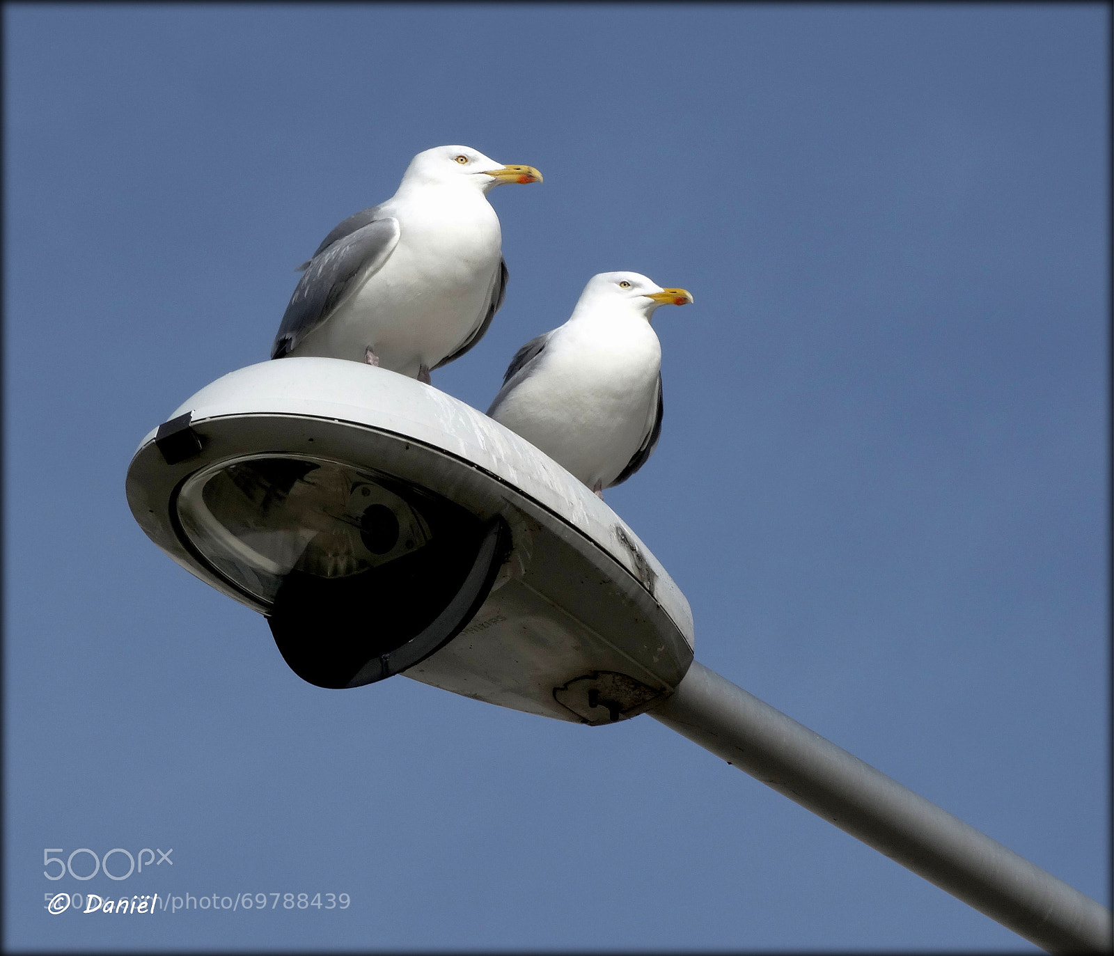 Sony Cyber-shot DSC-HX300 sample photo. Two of a kind ... .. . photography