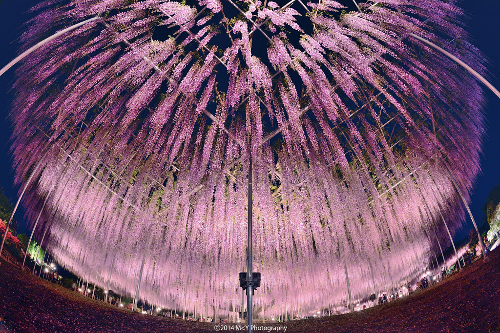 Árbol de wisteria en japón