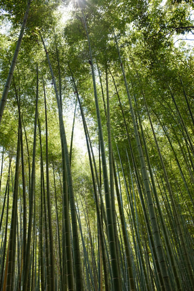 Bamboo Forest