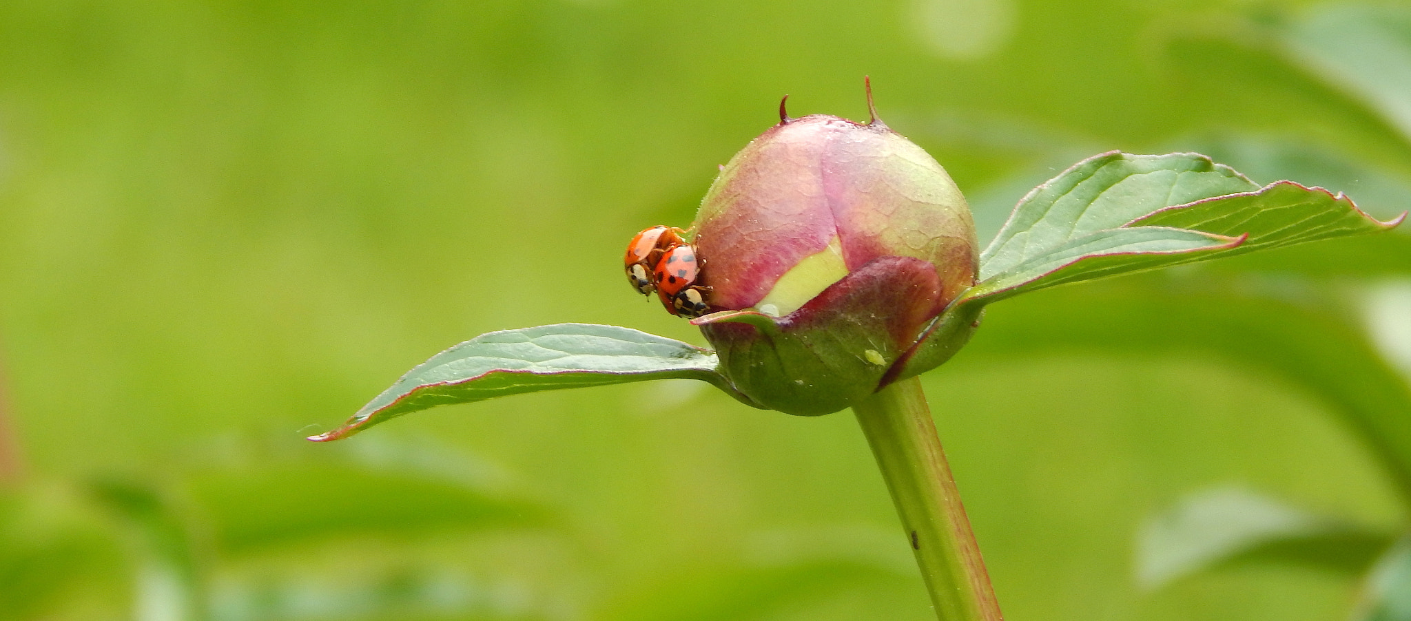 Ladybugs