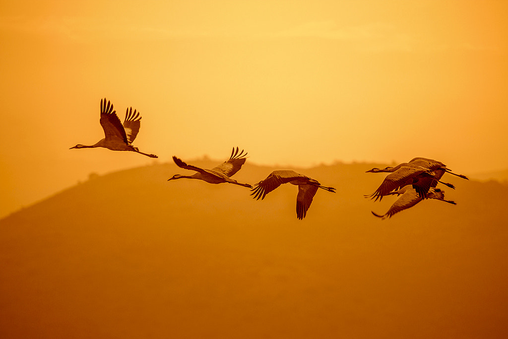 To meet the dawn by Anatoly Barbalat on 500px.com