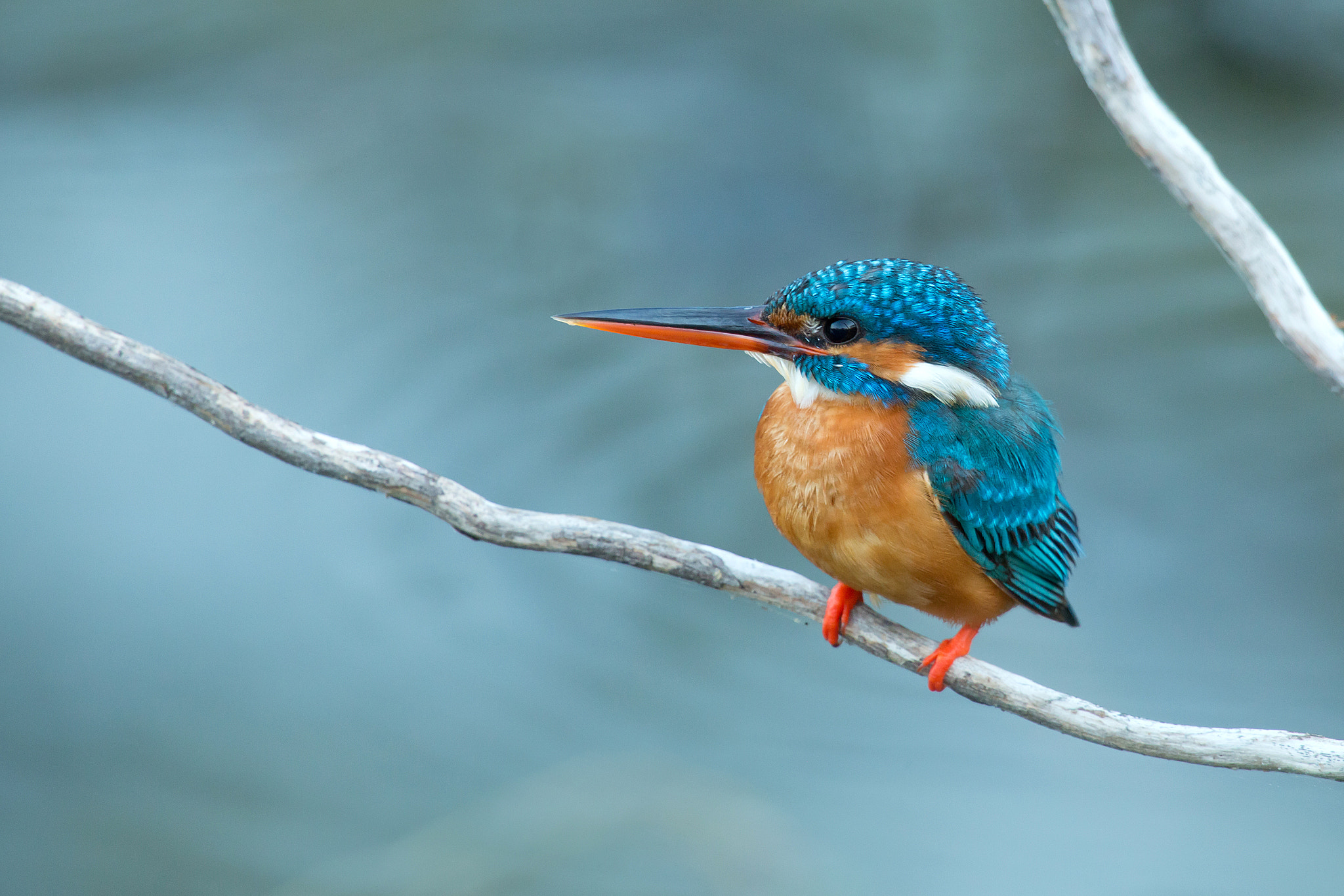 Common Kingfischer by Milan Zygmunt on 500px.com