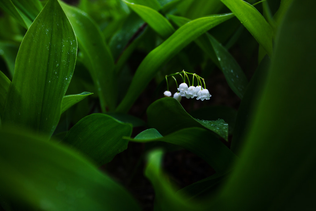 lily of the valley by greennrg on 500px.com
