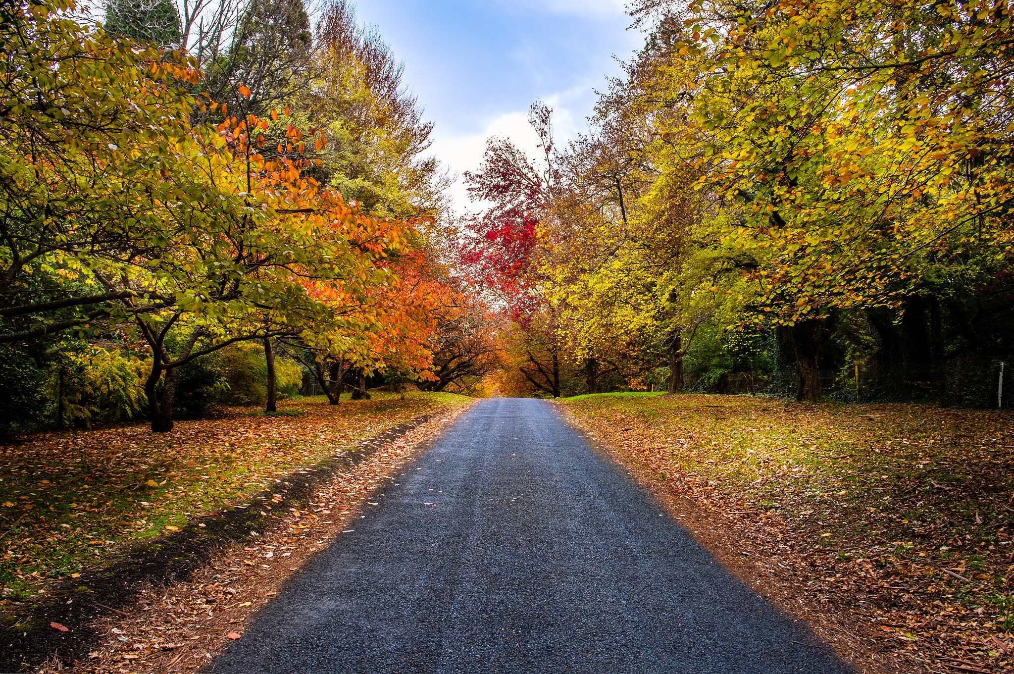 Autumn leaves