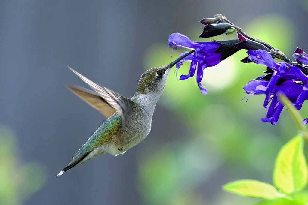 Hummingbird and Salvia by Daniel Ripplinger / DansPhotoArt on 500px
