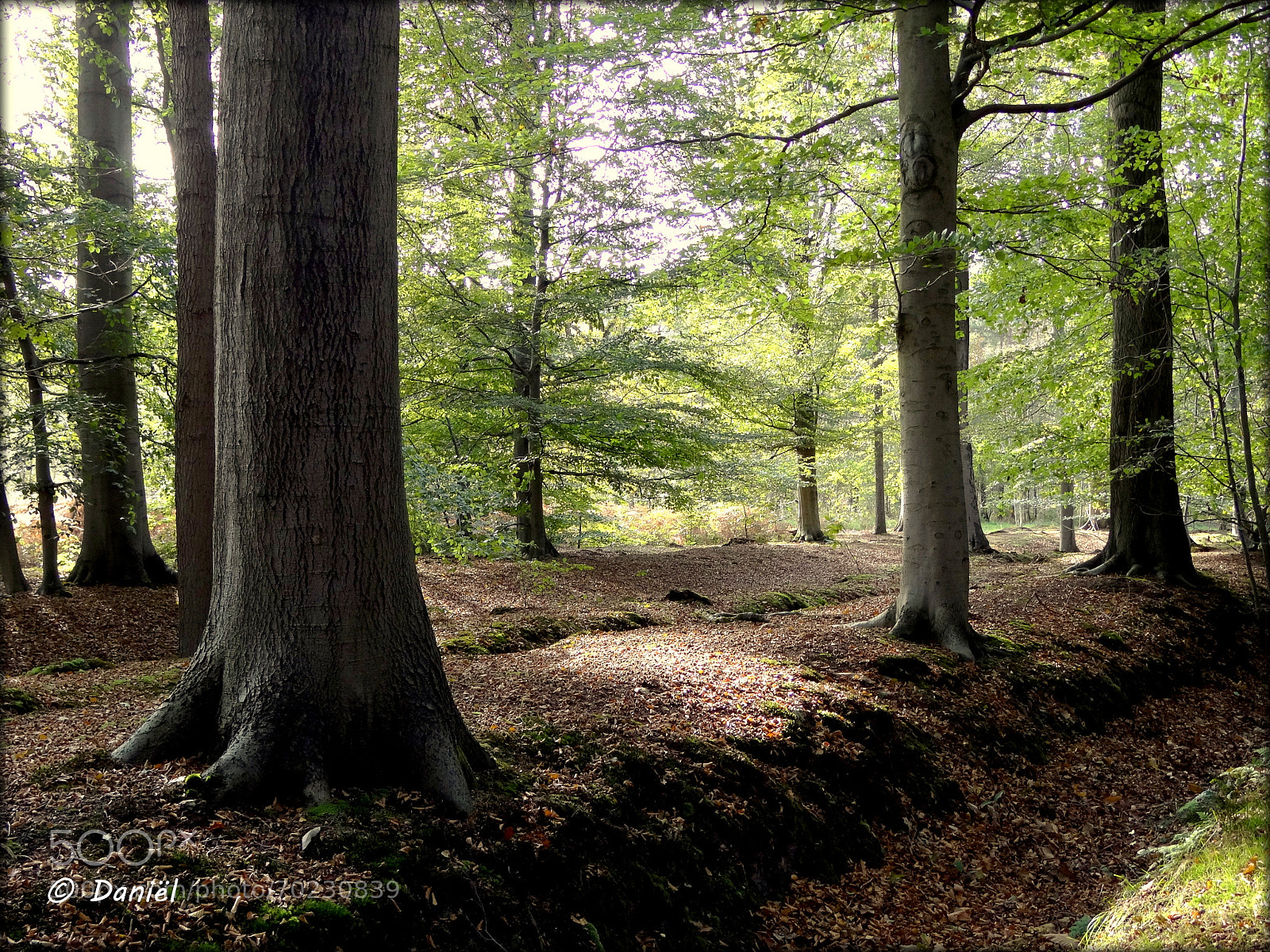 Sony Cyber-shot DSC-HX100V sample photo. Deep in the forest ... .. . photography