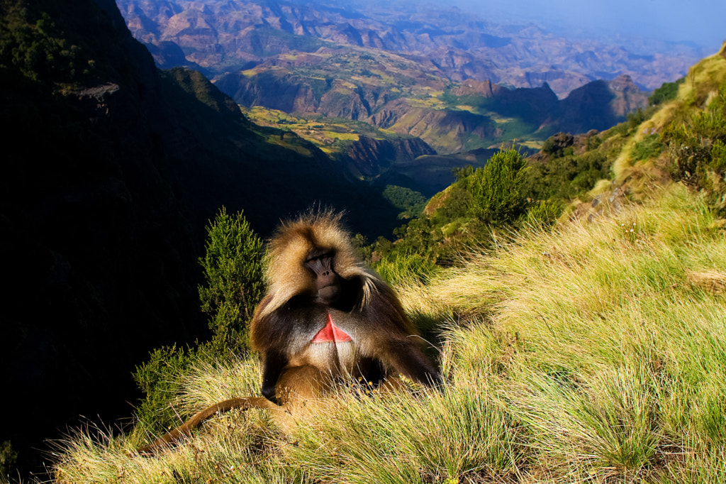 Photograph Gelada baboon sitting on top of the cliff in the Semien mountains by Domen Grögl on 500px