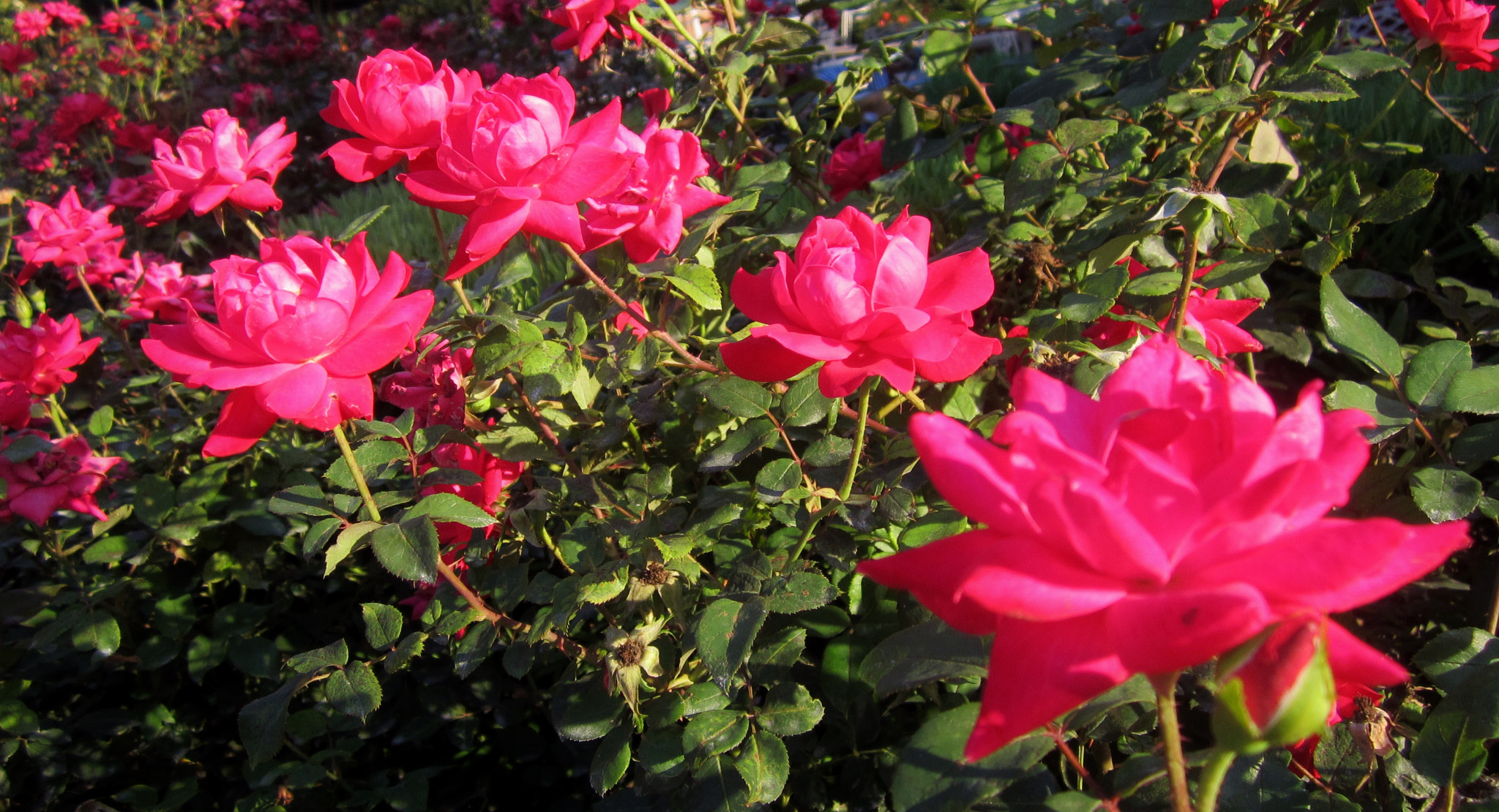 A Multitude of Pink