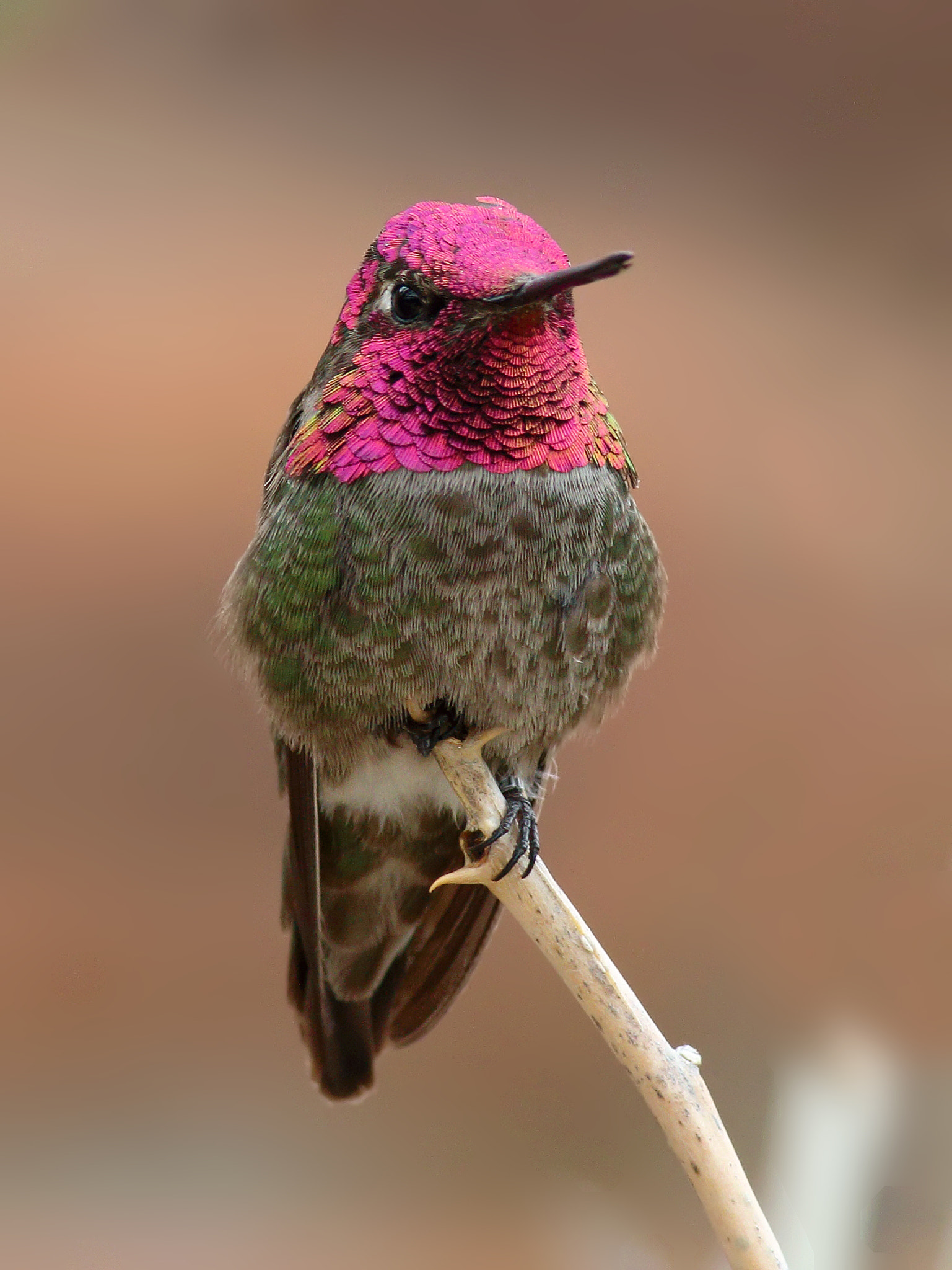 Anna's Hummingbird