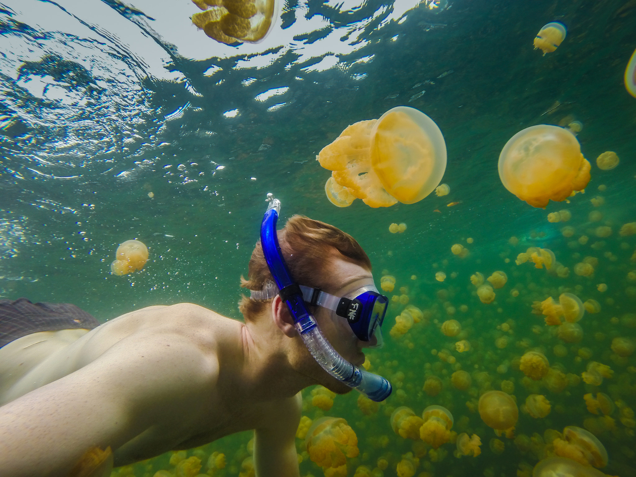 Swimming in Jellyfish Lake