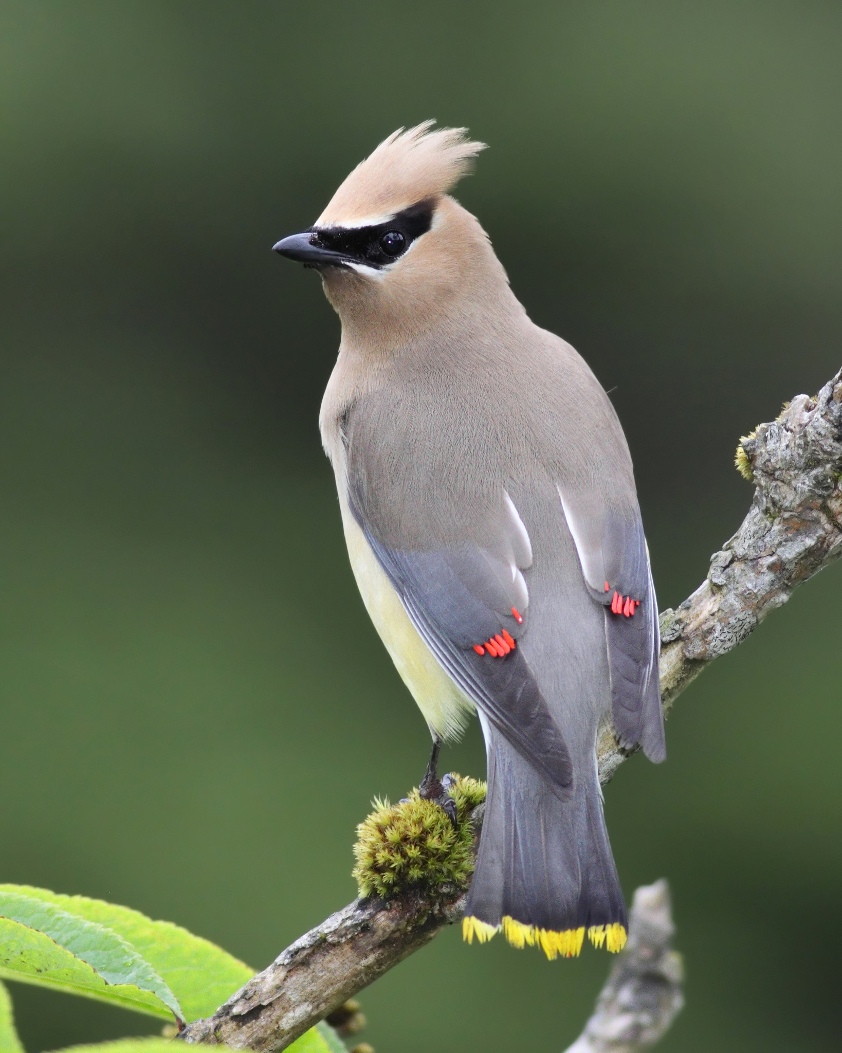 Cedar Waxwing