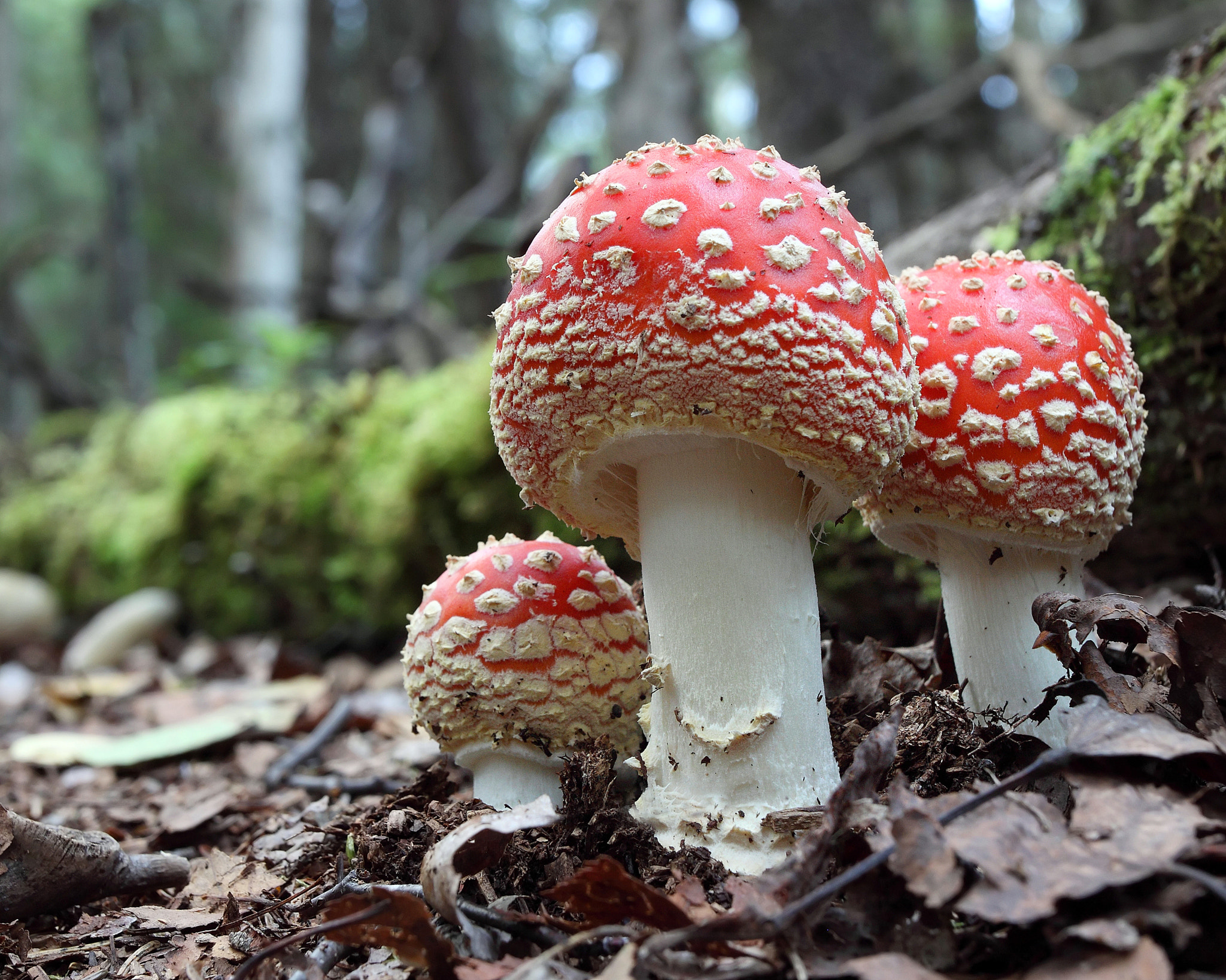 Fly Agaric Mushroom by Terry Sohl / 500px