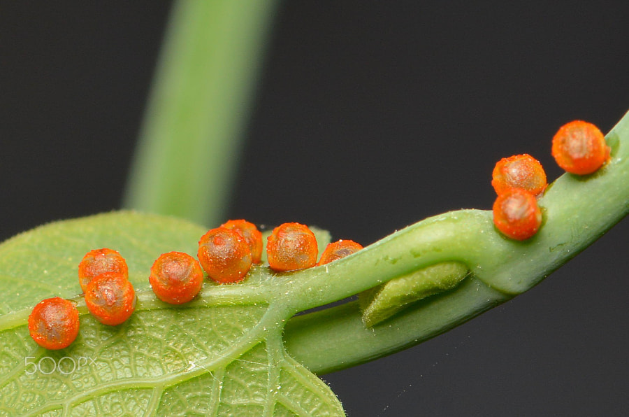 Pipevine Swallowtail Butterfly Eggs by Douglass Moody / 500px