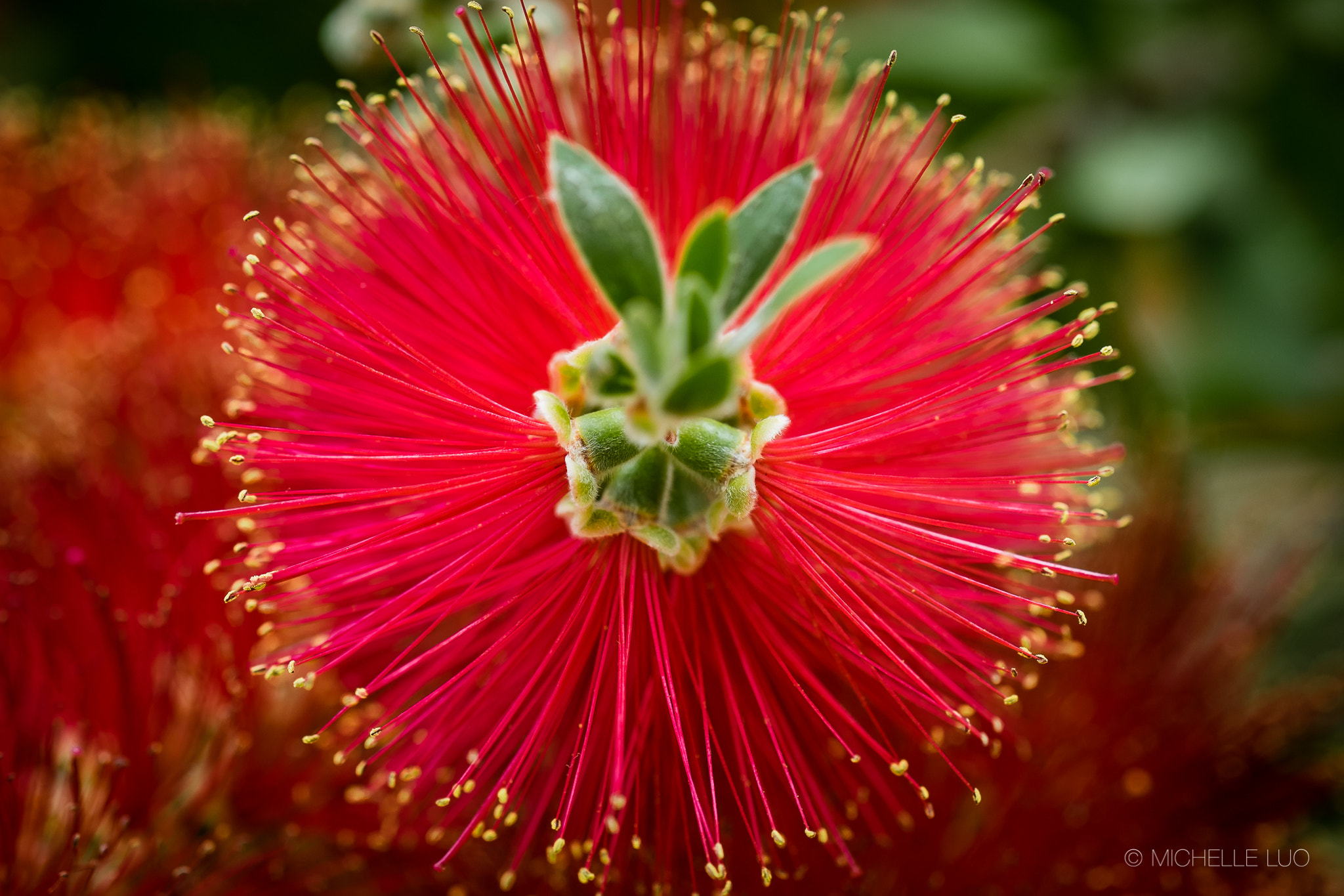 Fujifilm X-T1 + Fujifilm XF 60mm F2.4 R Macro sample photo. Callistemon rigidus 红千层 photography